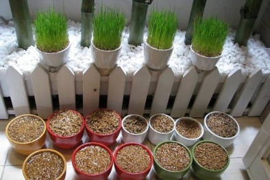 Tường chừng ‘chỉ để làm cảnh’ nhưng trồng những cây phong thủy này tài lộc sẽ đến ‘ầm ầm’