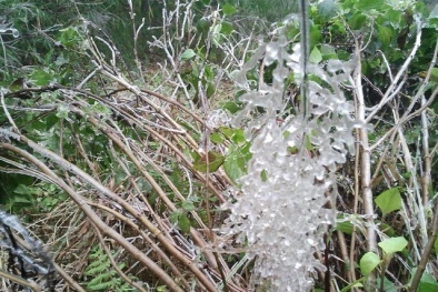 Đỉnh Fansipan xuất hiện băng tuyết