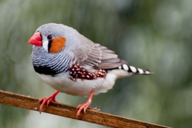 Có thể đọc được não chim và biết được nó sắp hót bài gì