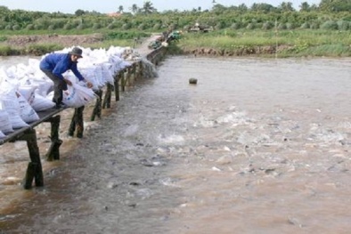 Nuôi cá phải biết kỹ năng chống rét nếu không cá sẽ chết