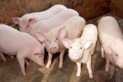 Giá cả thị trường hôm nay (3/11): Giá lợn hơi ổn định ở cả ba miền