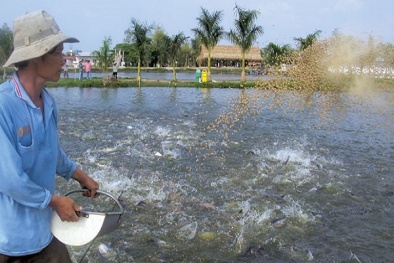 Kỹ thuật phòng bệnh cho cá nước ngọt nuôi tại ao hồ 