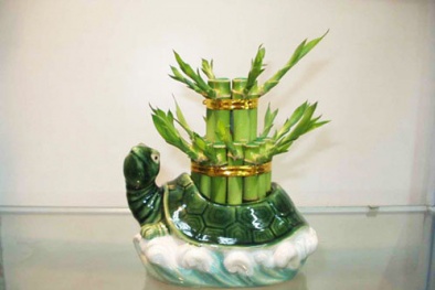 Trồng cây phong thủy trong nhà để vừa mang tài lộc lại giúp điều hòa không khí