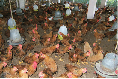 Kỹ thuật phòng bệnh cho gà trong thời tiết giao mùa Đông Xuân