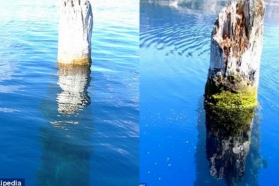 Bí ẩn thân cây dựng đứng hàng trăm năm giữa hồ sâu thứ 9 thế giới 