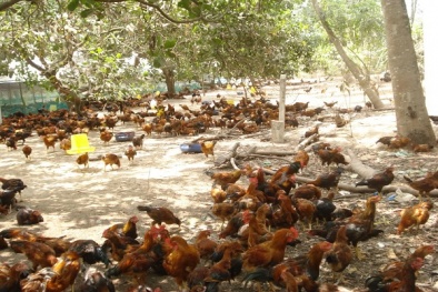 Những bệnh thường gặp khi nuôi gà thả vườn và cách phòng trị