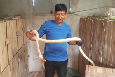 Ninh Bình: Xôn xao rắn bạch tạng dài 2m đại gia trả 100 triệu không bán