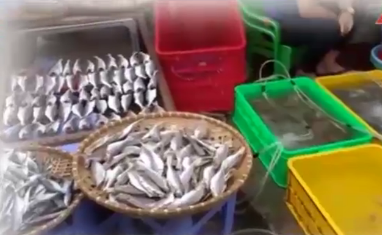 Rùng mình cá khô ngâm tẩm hóa chất
