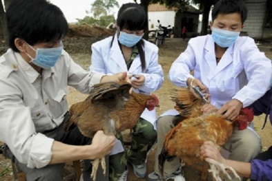Cách phòng và điều trị căn bệnh nguy hiểm hàng đầu khiến gà chết hàng loạt