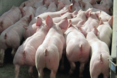 WHO khuyến cáo dừng sử dụng kháng sinh cho động vật 