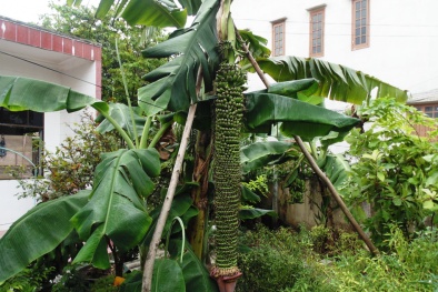 Kỳ lạ những buồng chuối ‘khủng’ 200 nải gây xôn xao ở Việt Nam