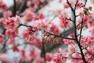 Kỹ thuật trồng hoa anh đào cho mọi nhà ngập tràn sắc Xuân, may mắn cả năm