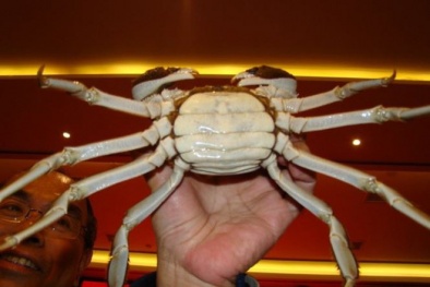 Choáng với hai con cua đồng chưa đến 1kg được trả giá 2,72 tỷ đồng