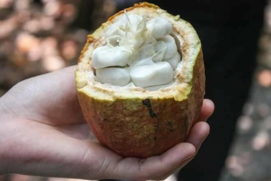 Cơn sốt ca cao tươi của người dân Hà Thành