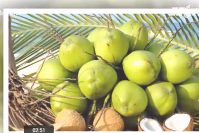 Lợi ích của trái dừa trong đông y