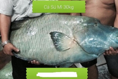 Cá sống cả trăm mét dưới đáy biển, giá 2,3 triệu/kg chỉ nhà giàu mới dám mua