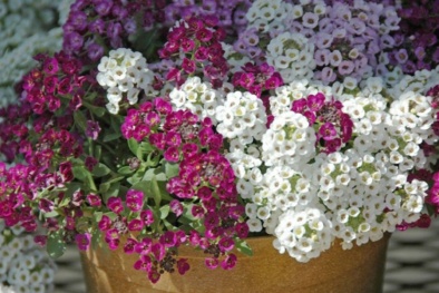 Trồng hoa ngàn sao cho vườn nhà rực sắc hương ngày Tết