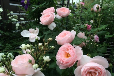 Hoa hồng leo Nahéma Rose thơm ngọt ngào, nổi bật, trồng chỉ vài bước đơn giản