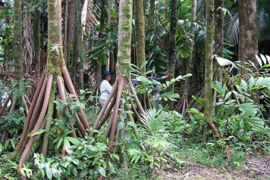 Bí ẩn loài cây có khả năng 'đi bộ' duy nhất trên thế giới