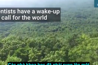 Cảnh báo: Rừng nhiệt đới đang phát thải lượng CO2 rất lớn vì nạn phá rừng