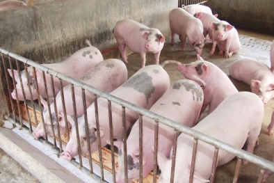 Giá cả thị trường hôm nay (21/11): Giá lợn hơi tại miền Bắc tăng nhẹ ở một số tỉnh thành