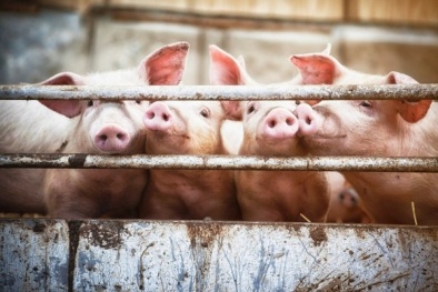 Giá cả thị trường hôm nay (23/11): Giá lợn hơi tại miền Bắc tăng nhẹ ở một số tỉnh trung du