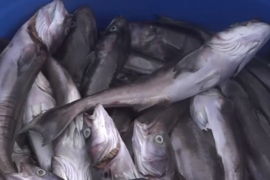 Cá bớp nuôi trên vịnh Cam Ranh chết hàng loạt