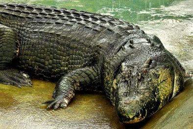 Bí mật về cá sấu 'quái vật' khủng nhất thế giới