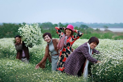 Chỉ cần cho thuê vườn cúc họa mi chụp ảnh, chủ vườn ‘hốt bạc’ mỗi ngày 