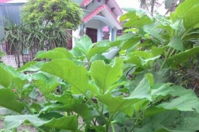 Nhiều người ăn canh rau cây hoa chuông suýt ‘mất mạng’