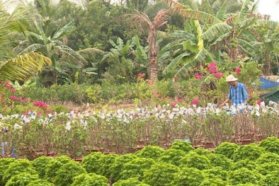 Bến Tre: Tin đồn thất thiệt về hoa giấy ảnh hưởng nghiêm trọng đến người dân