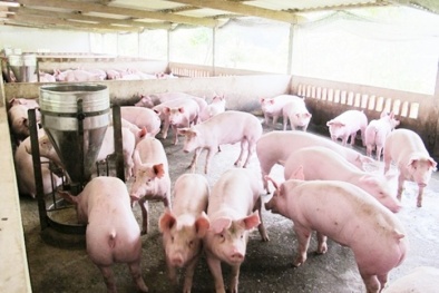Giá cả thị trường hôm nay (3/12): Giá lợn hơi bình quân tại miền Bắc vẫn cao nhất