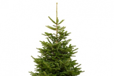 Giáng sinh 2017: Cây thông Noel thật giá tiền triệu, đắt nhất 22 triệu đồng