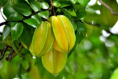 Mắc bệnh này mà ăn quả khế chỉ có ‘con đường chết’