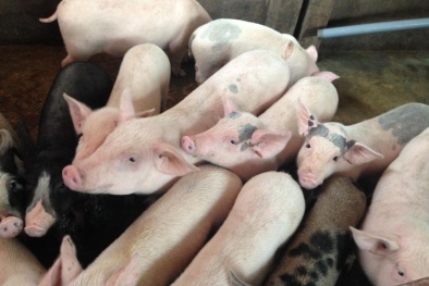 Giá cả thị trường hôm nay (6/12): Giá lợn hơi tại miền Bắc dao động từ 26.000 - 31.000 đồng/kg