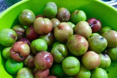 Mận trái mùa giá ‘chát’ vẫn hút khách Hà thành