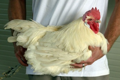 Tại sao loại thịt gà này giá ‘đắt khét’, lên tới 1 triệu đồng/kg?