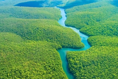 Brazil: Khởi động dự án trồng thêm 73 triệu cây tại rừng Amazon