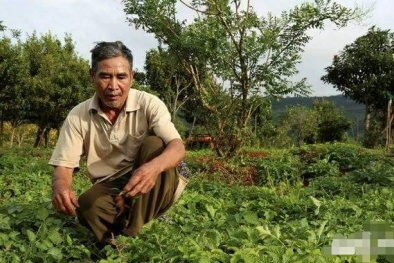 ‘Chặt cà phê’ để ‘trồng dược liệu’, lão nông bất ngờ trở thành tỷ phú