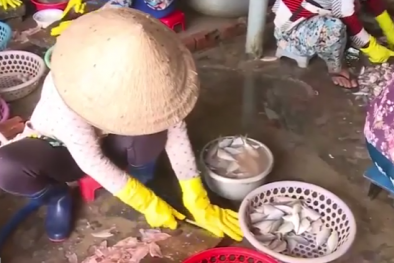 Kinh hoàng 'công nghệ' chế biến cá khô với hóa chất chống côn trùng