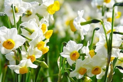 Vì sao ngày Tết không được cho trẻ nhỏ đến gần hoa Thủy tiên?