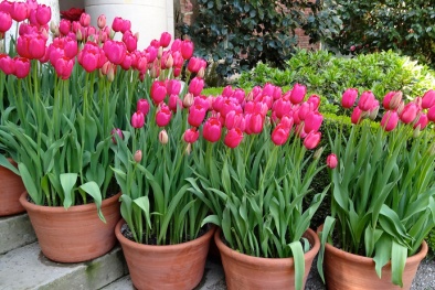 Trồng và chăm sóc hoa Tulip chỉ cần 30 ngày trước Tết cho hoa nở đẹp như ý muốn