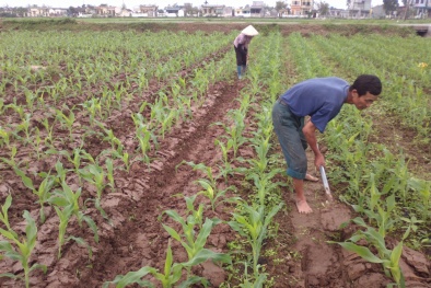 Thái Bình phát triển ‘vượt bậc’ nhờ đẩy mạnh ứng dụng khoa học kỹ thuật 