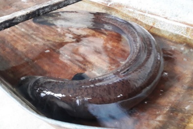 Hà Tĩnh: Người dân góp tiền mua cá chình ‘khủng’ để phóng sinh