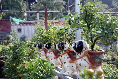 Cây cảnh ngày tết: Quất bon sai trên lưng chó đốm giá 2 triệu đồng cực hút khách