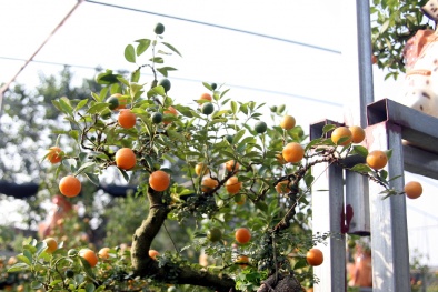 Đón năm mới với Quất bon sai ghép 'độc' và 'lạ'