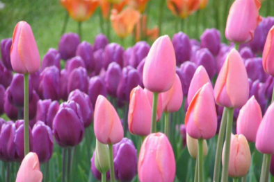 Cây độc: Ngày Tết thận trọng khi chơi hoa tulip vì ẩn chứa chất kịch độc này 