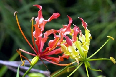Cây độc: Ngoắt nghẻo - loài hoa đẹp trong “hồ sơ thần chết” ở Việt Nam