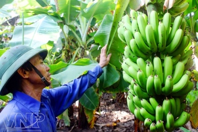 Ứng dụng công nghệ trong giám sát, truy xuất nguồn gốc chuối tiêu hồng