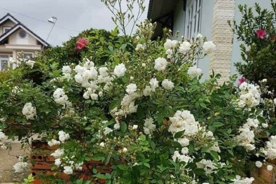 Kỹ thuật trồng hoa hồng bạch trà mang vẻ đẹp trong sáng, thuần khiết cho tư gia